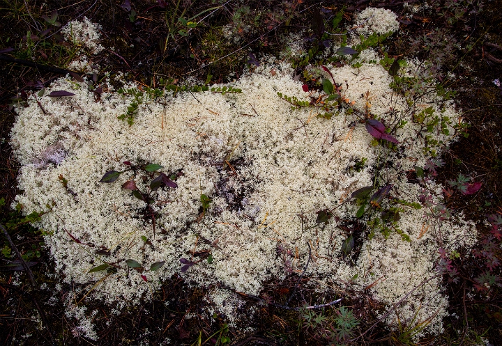 Lichen 12-3550.jpg